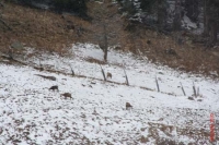 kauni_20100405_271