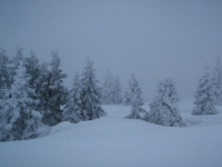 Winter-Nebel-Landschaft