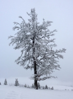 feldberg_20120128_025