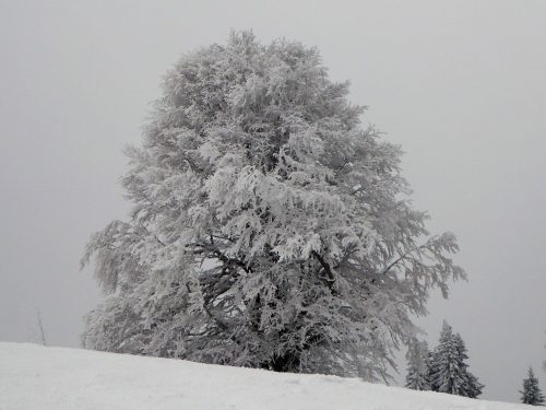 Winterbaum am Zeller 2